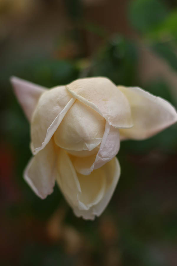 White Rose starting to bloom (50mm, f/2.0, 1/1250 sec)<!--CRW_1771.CRW-->